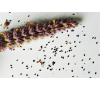 Лофант анісовий / Мексиканська м'ята (50 шт.) / Lophanthus anisatus
